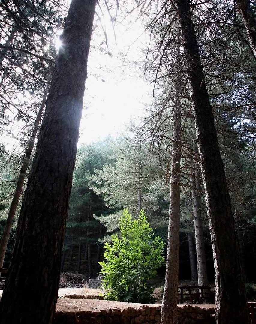 מלון פטראליה סופראנה Tree Camping Madonie איטליה